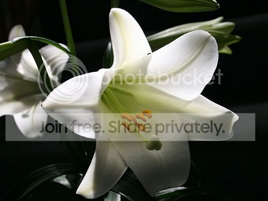 easter lily pictures, images and photos